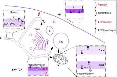 Transport Pathways That Contribute to the Cellular Distribution of Phosphatidylserine